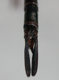 Taper-tailed Darner